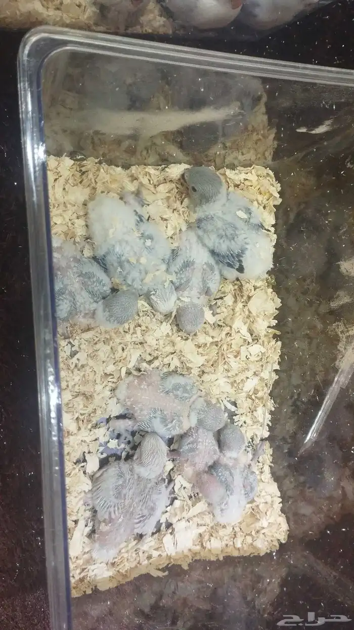 فروخ روز مشروطه يوجد توصيل 2