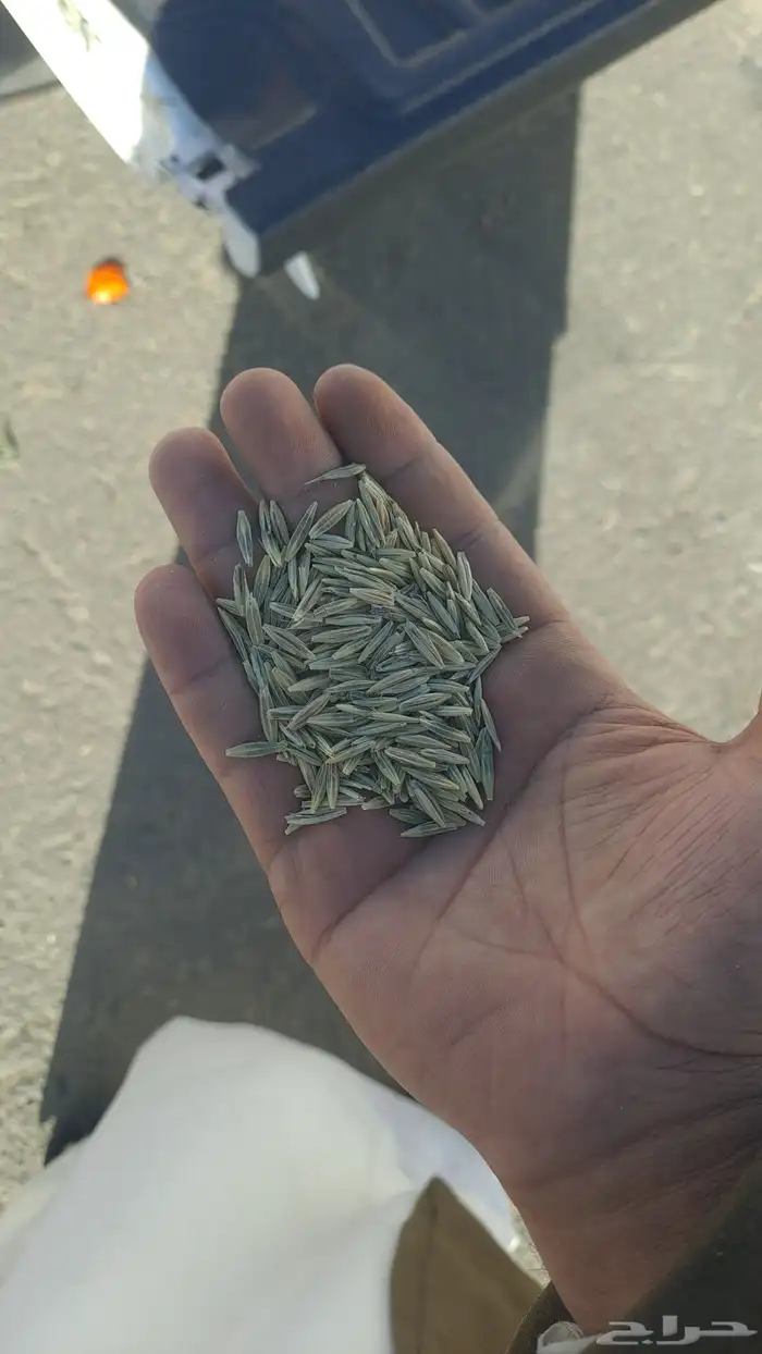 سويقه بلادي 3