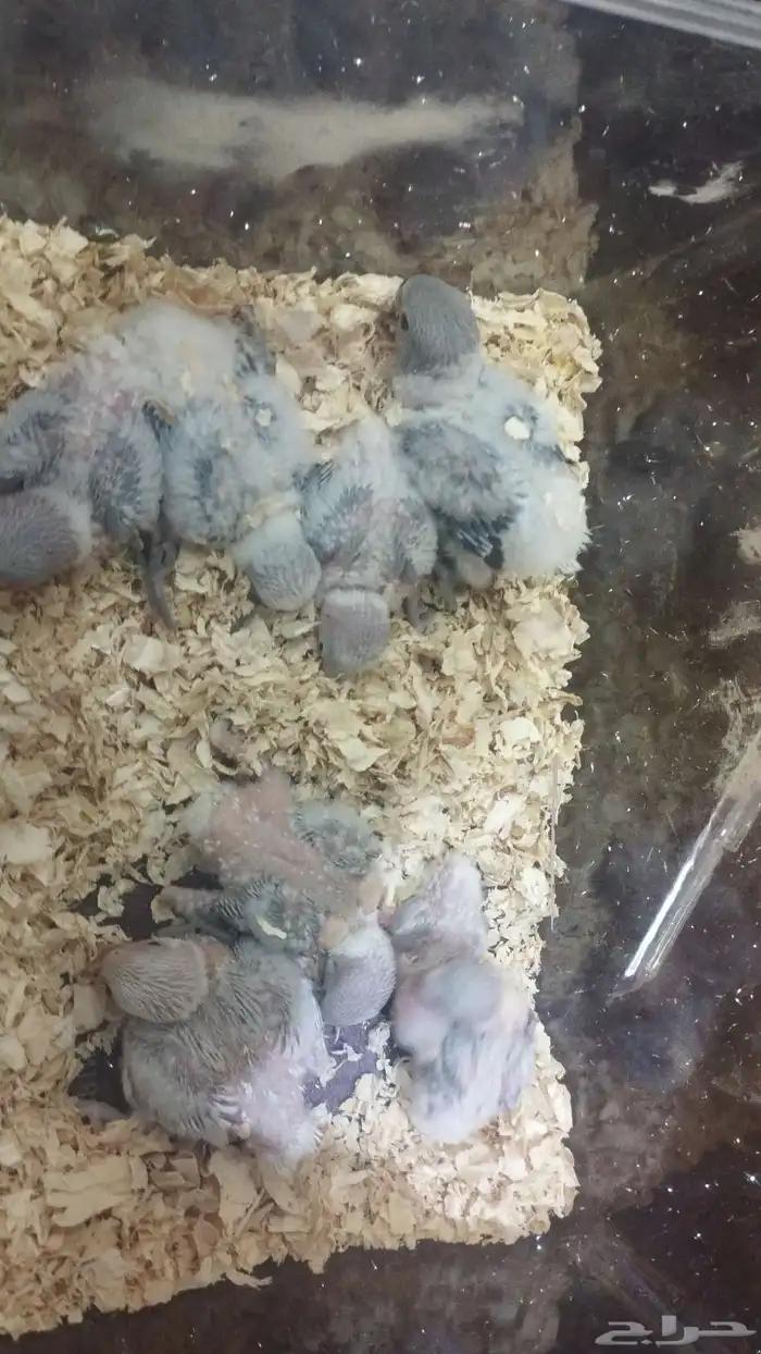 فروخ روز مشروطه يوجد توصيل 3