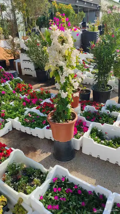 زرع طبيعي وسماد وتربيه index