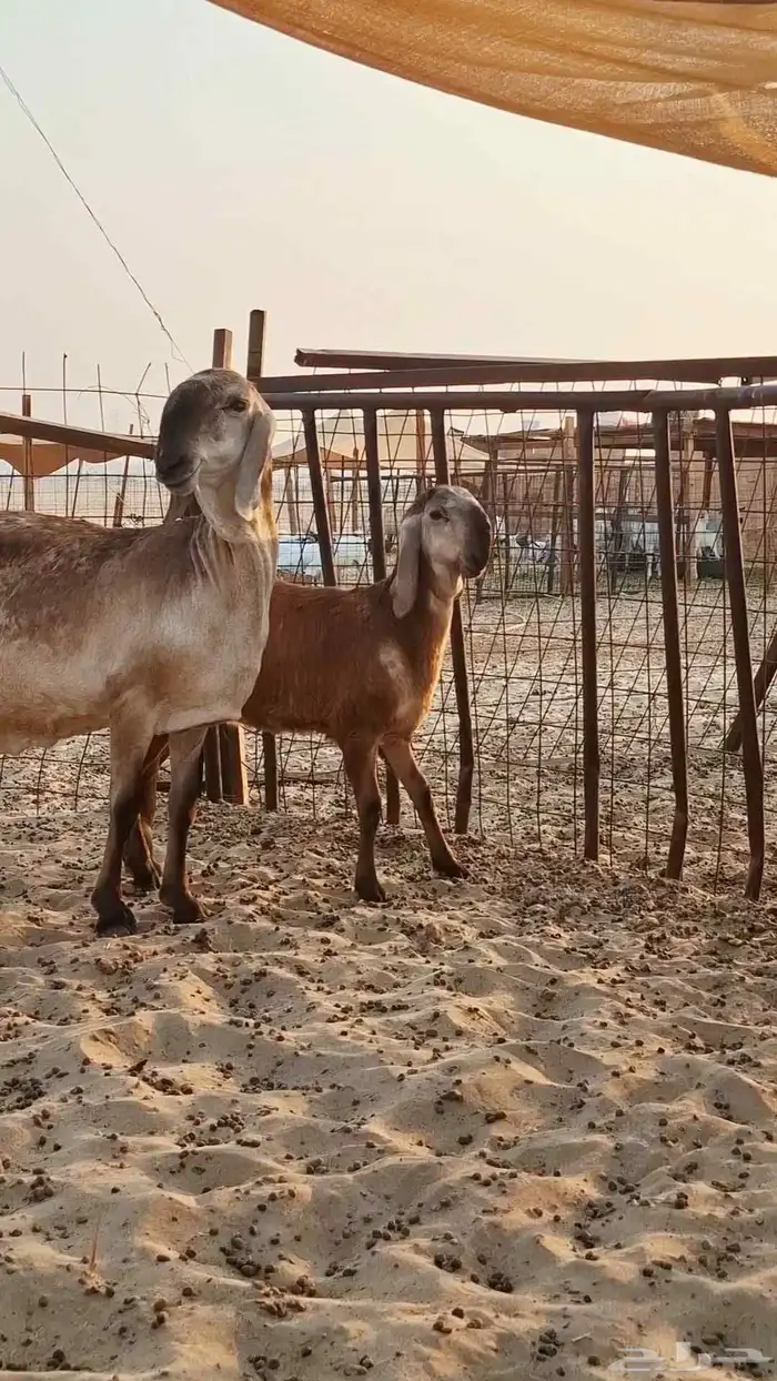 نعجه سواكنيه درمانيه 4