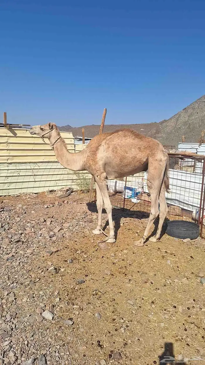 للبيع ركبي طابع للشدد جذع 5