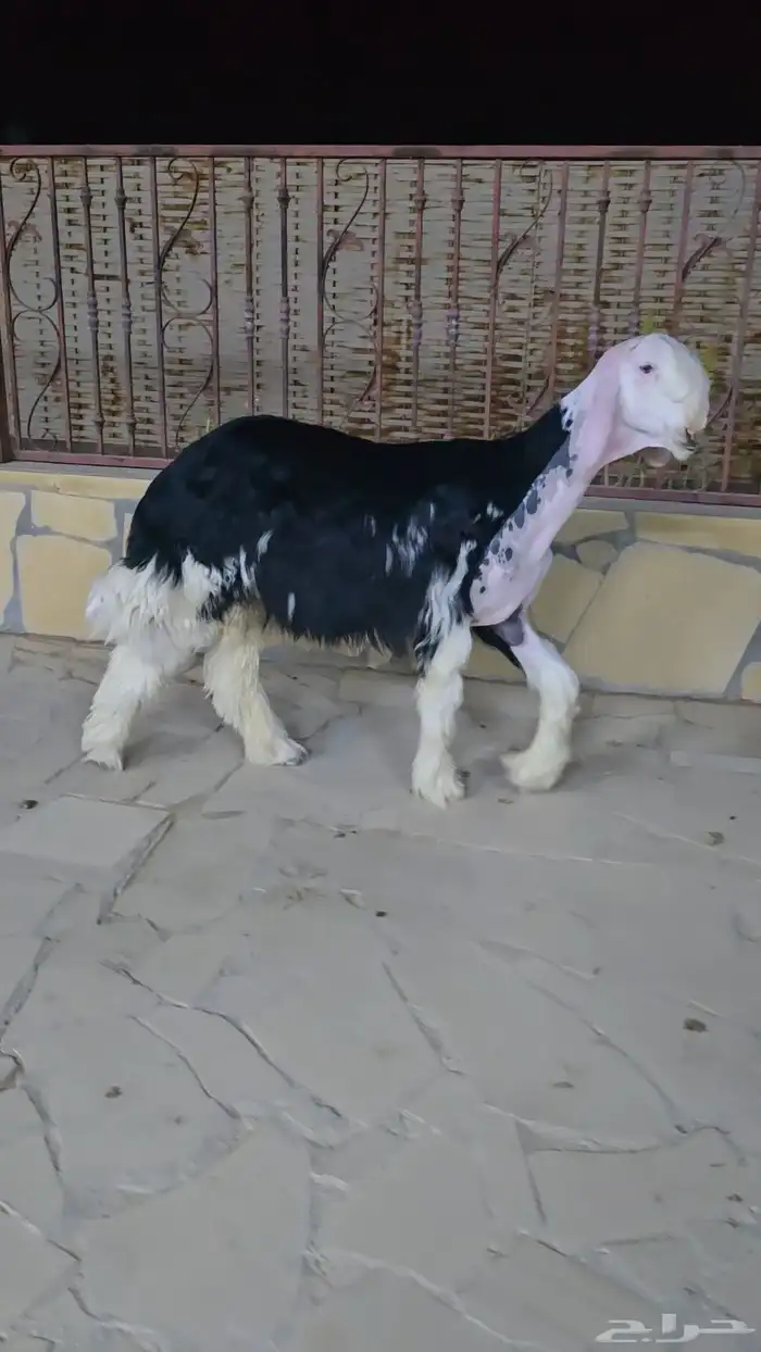 مشروع فحل نجدي معرف صنف 0