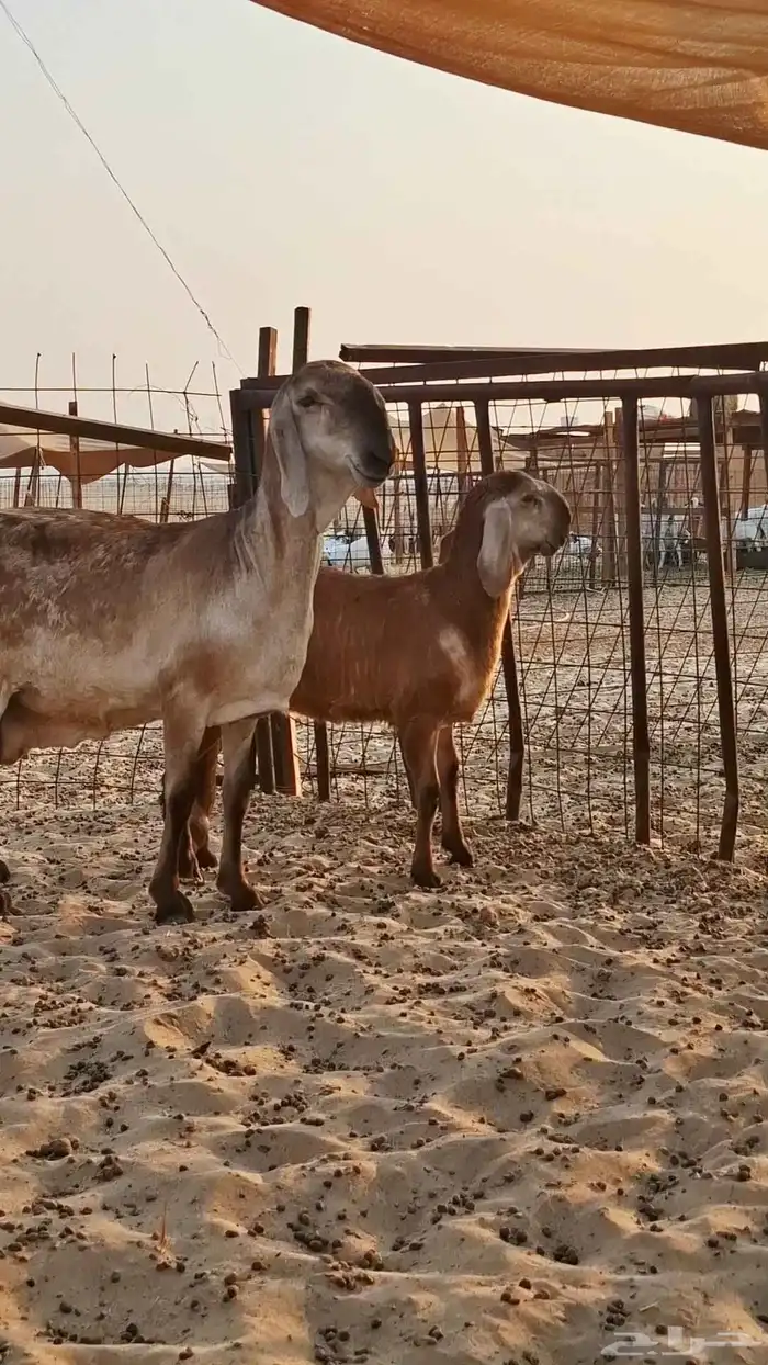 نعجه سواكنيه درمانيه 0