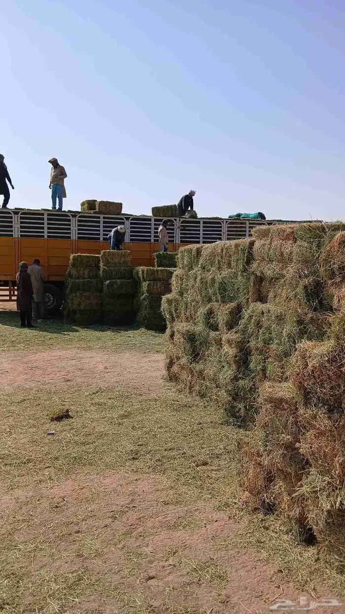 برسيم صافي ورق فل شد 75 الى 80 3