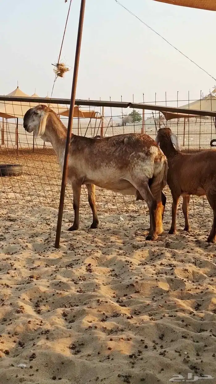 نعجه سواكنيه درمانيه 3