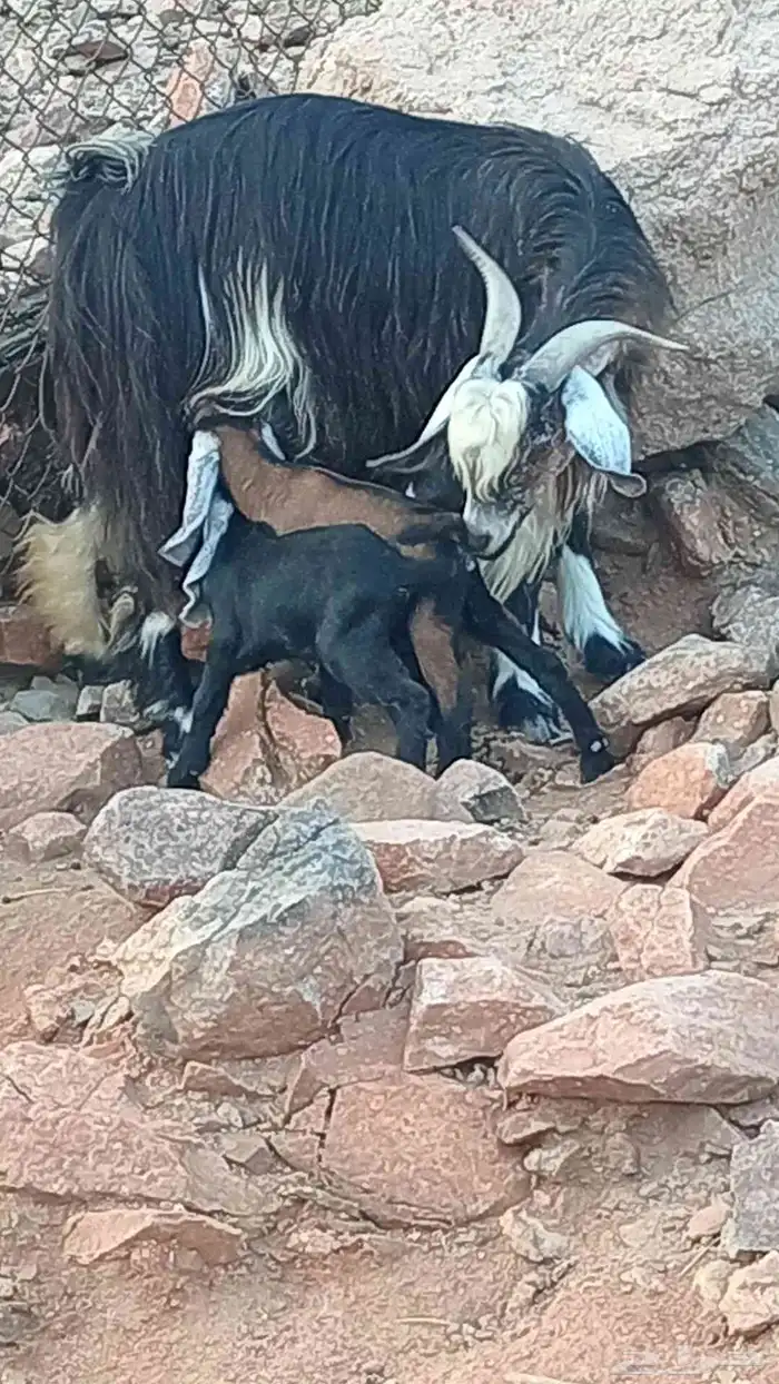 عنز معها ثلاثه للبيع 0