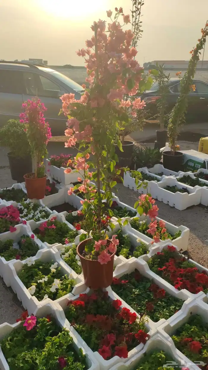 زرع طبيعي وسماد وتربيه 2