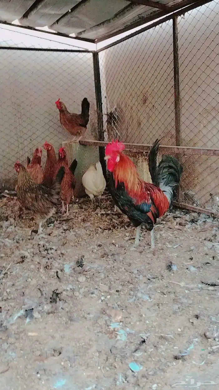 دجاج بلدي فري حضان 1