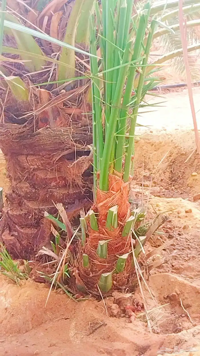 نخل مثمر للبيع نخل القصيم جثايث سكري مجدول برحي 6