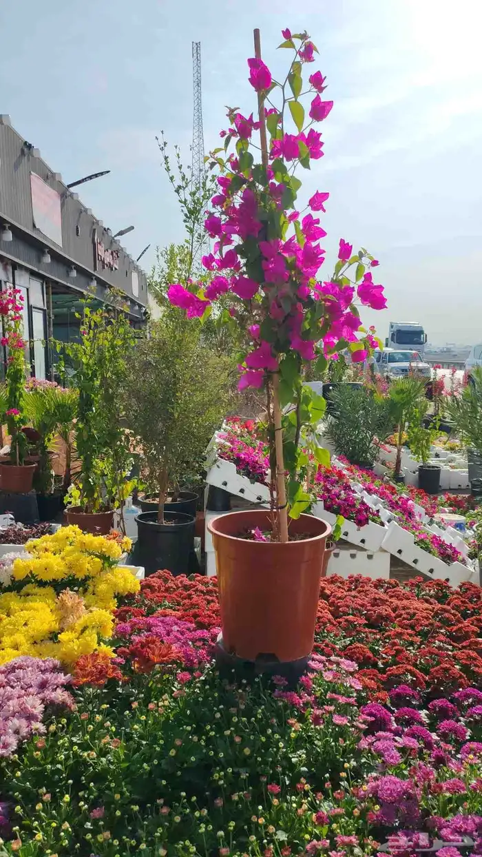 زرع طبيعي وسماد وتربيه 0