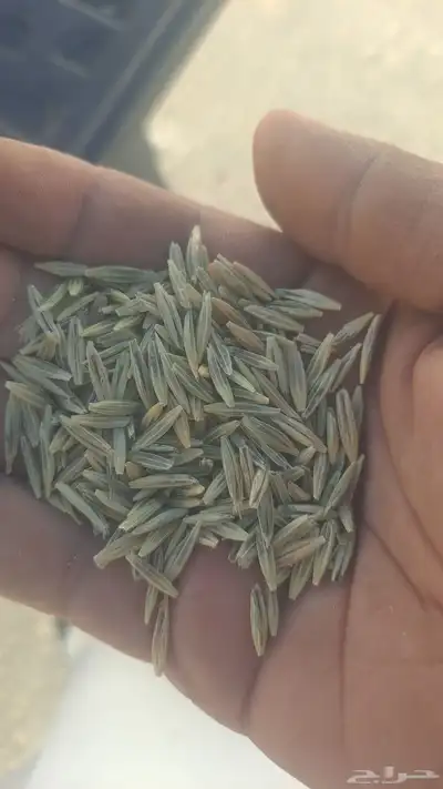 سويقه بلادي index