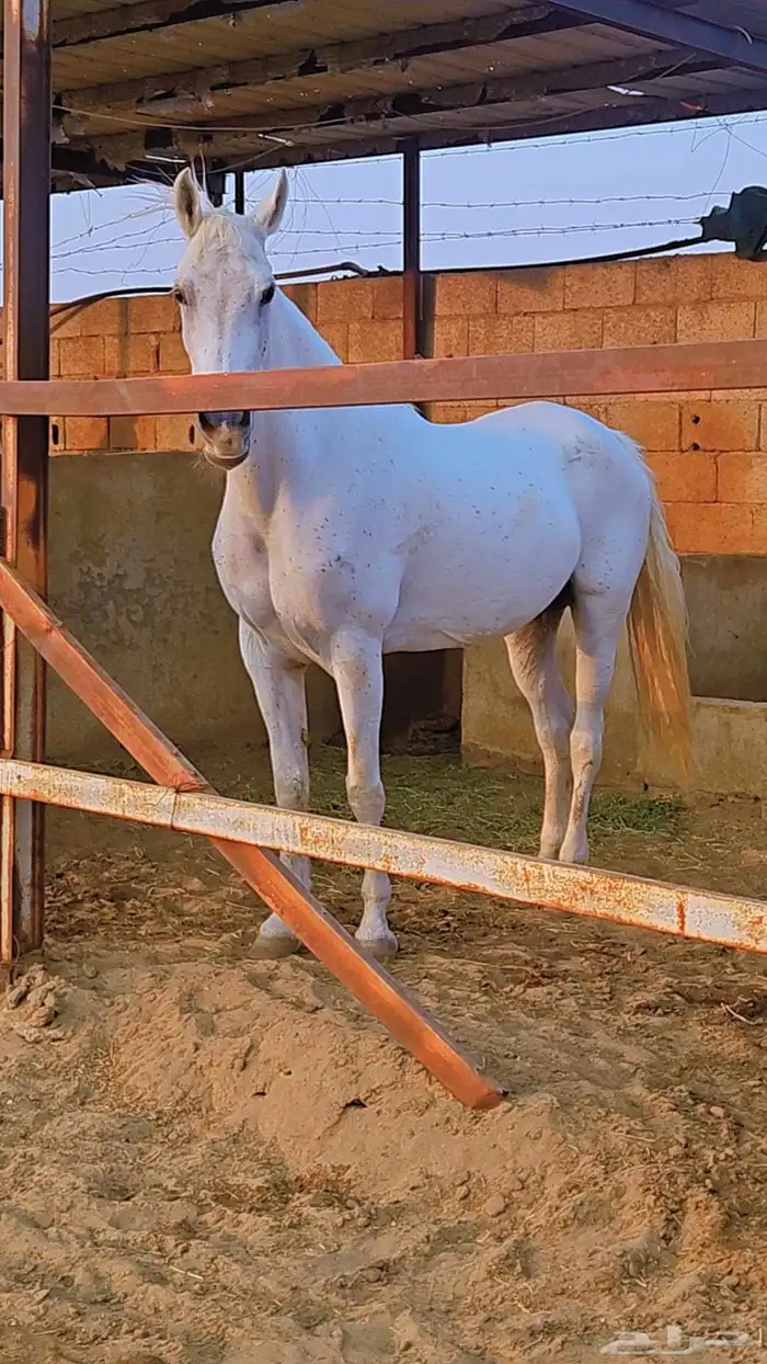 ثلاث افراس شعبيه للبيع 0