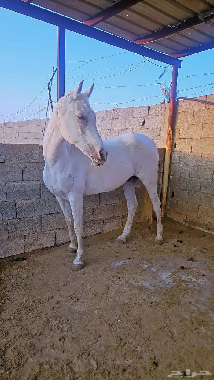 ثلاث افراس شعبيه للبيع 2