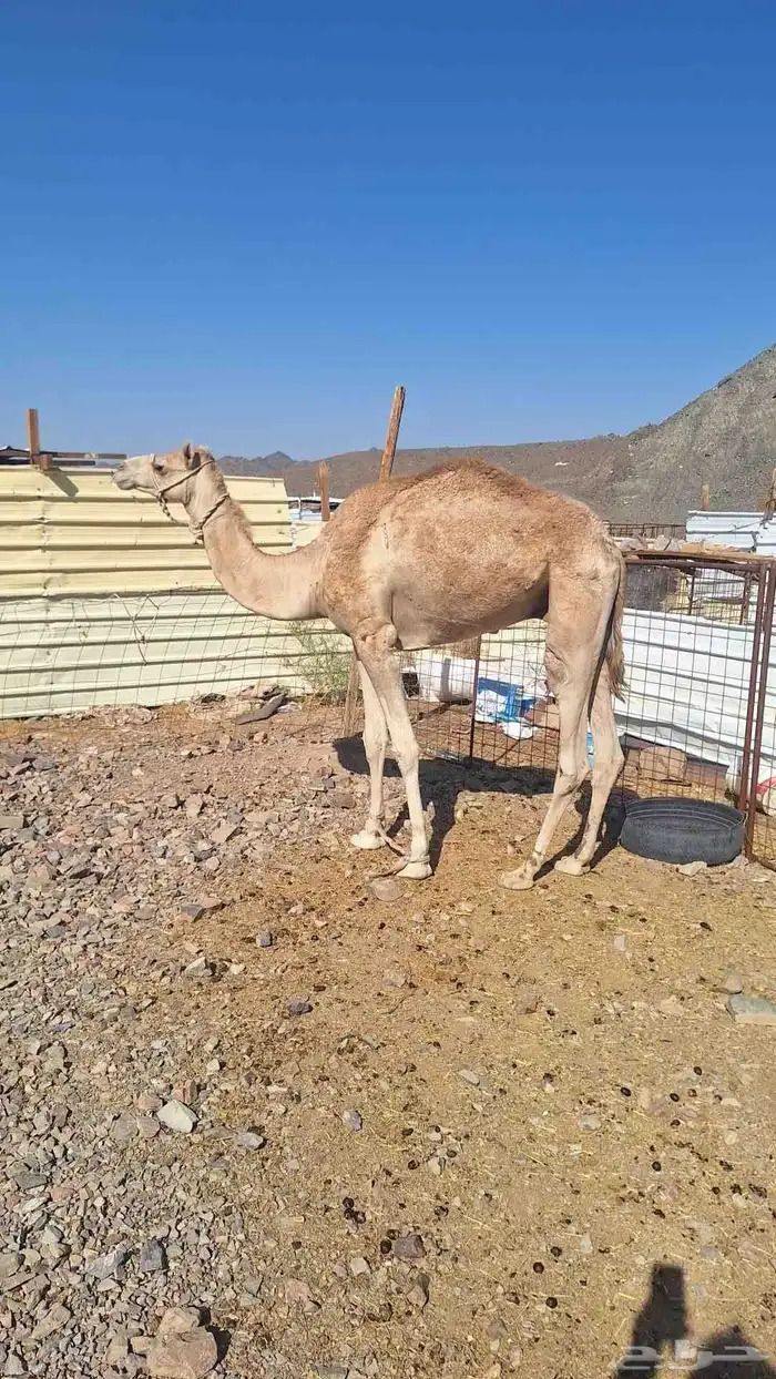 للبيع ركبي طابع للشدد جذع 3