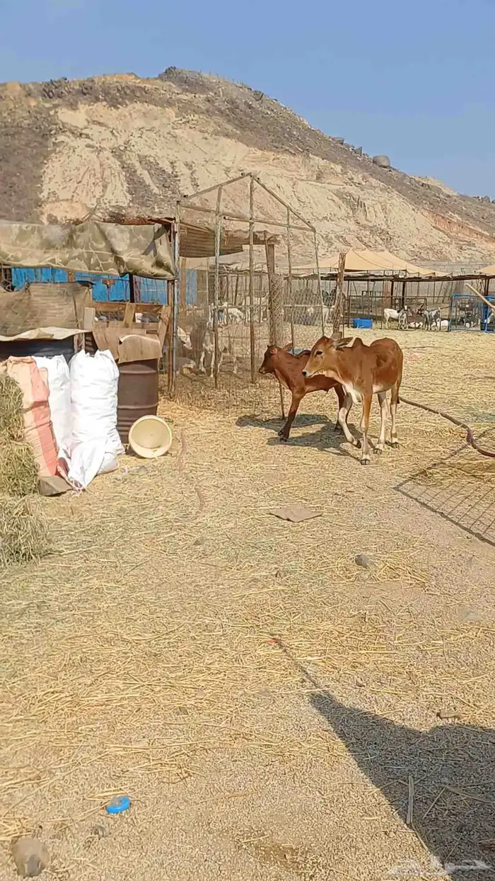 حسيل و حسيله بلدي سمان السعر من 2900 0