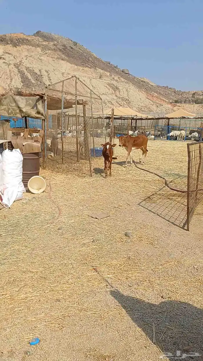 حسيل و حسيله بلدي سمان السعر من 2900 1