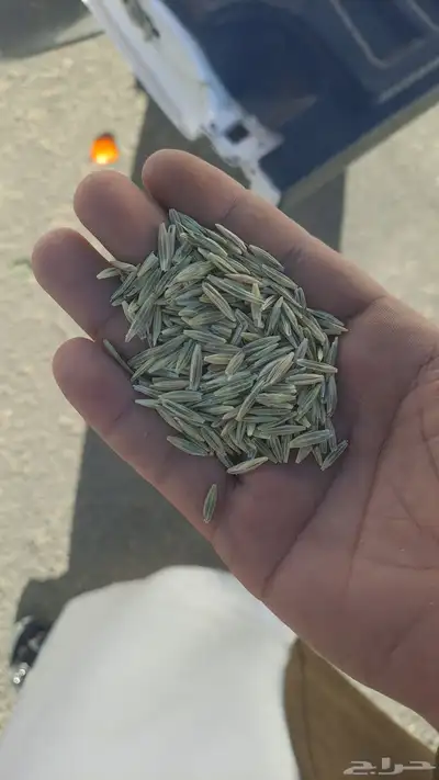 سويقه بلادي index