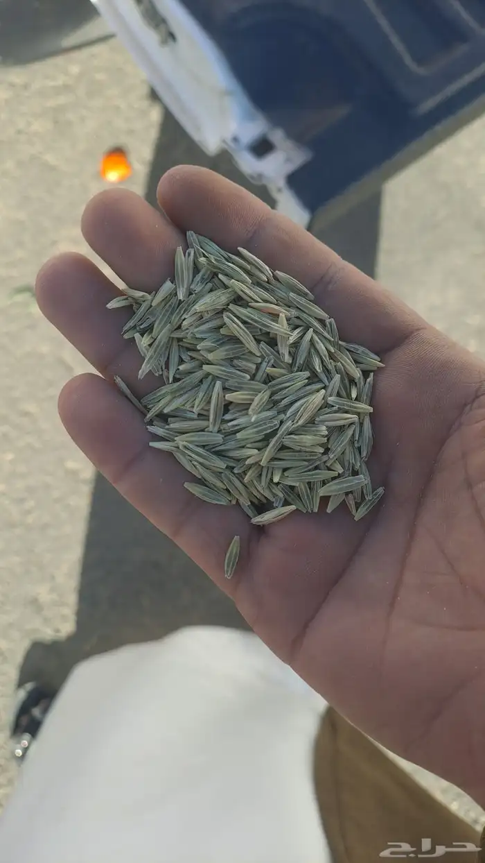 سويقه بلادي 0