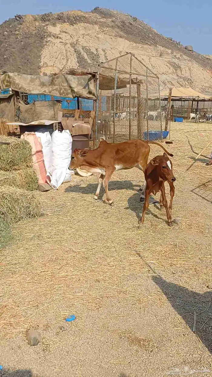 حسيل و حسيله بلدي سمان السعر من 2900 2