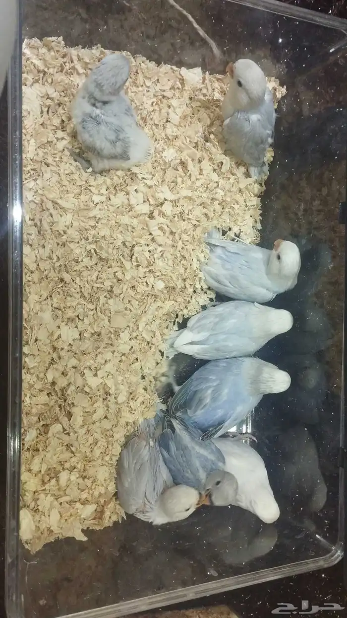 فروخ روز مشروطه يوجد توصيل 1