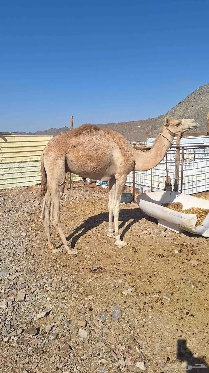 للبيع ركبي طابع للشدد جذع 4