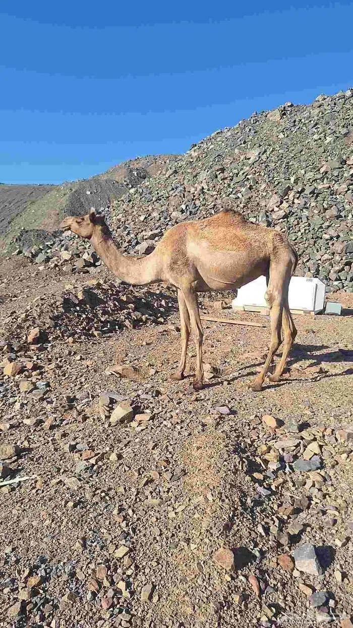 للبيع ركبي طابع للشدد جذع 7