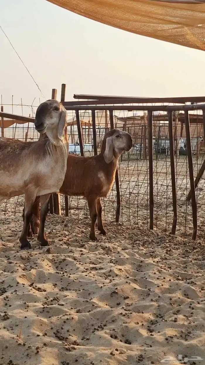 نعجه سواكنيه درمانيه 1