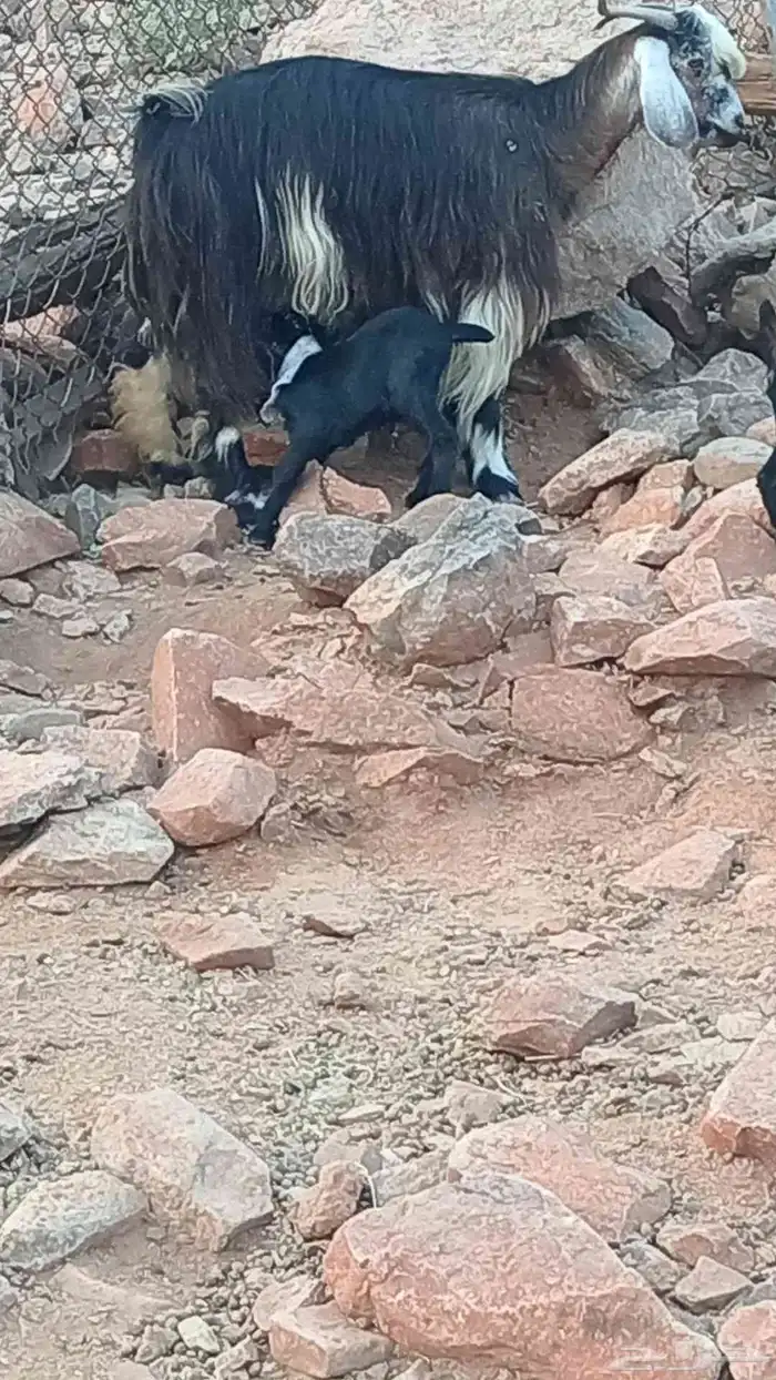 عنز معها ثلاثه للبيع 1