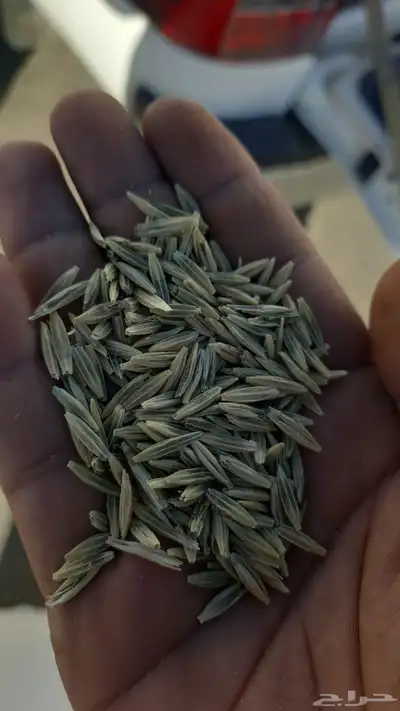 سويقه بلادي index