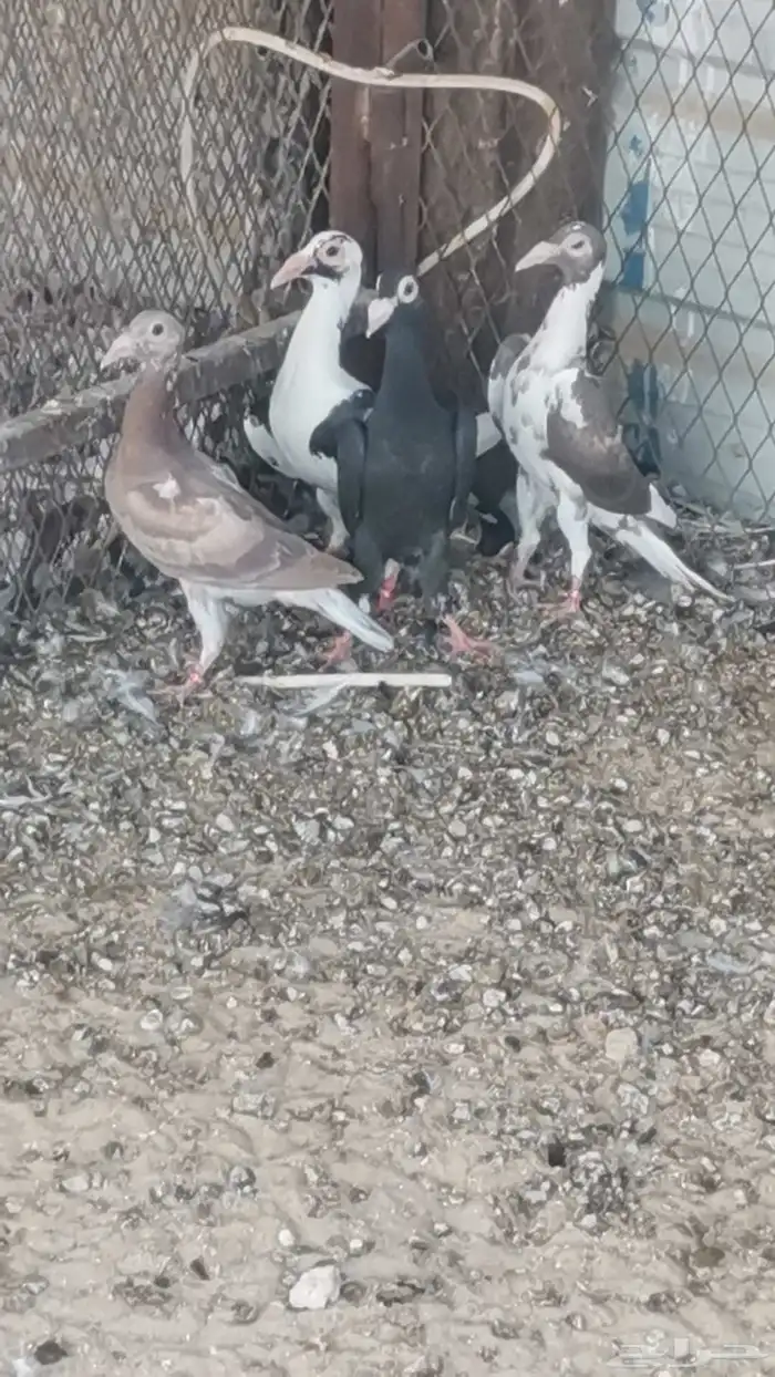 كارير طبات صحه ونضافه امهاتهم أبطال 0