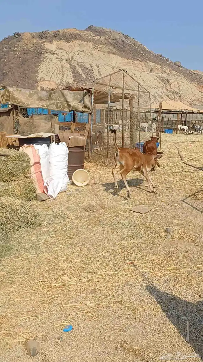 حسيل و حسيله بلدي سمان السعر من 2900 3