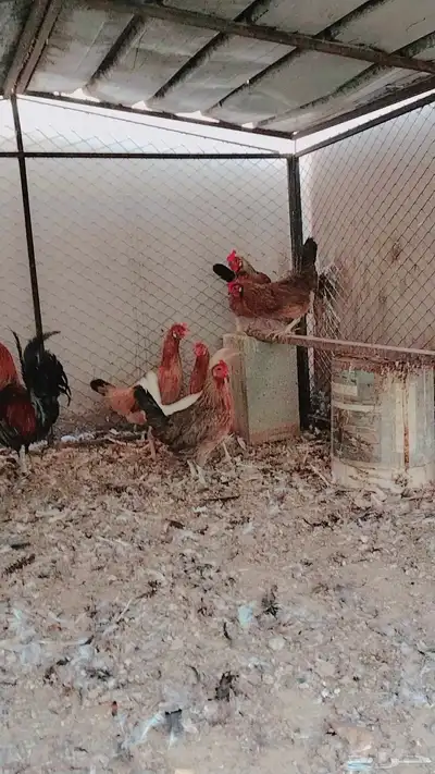 دجاج بلدي فري حضان index