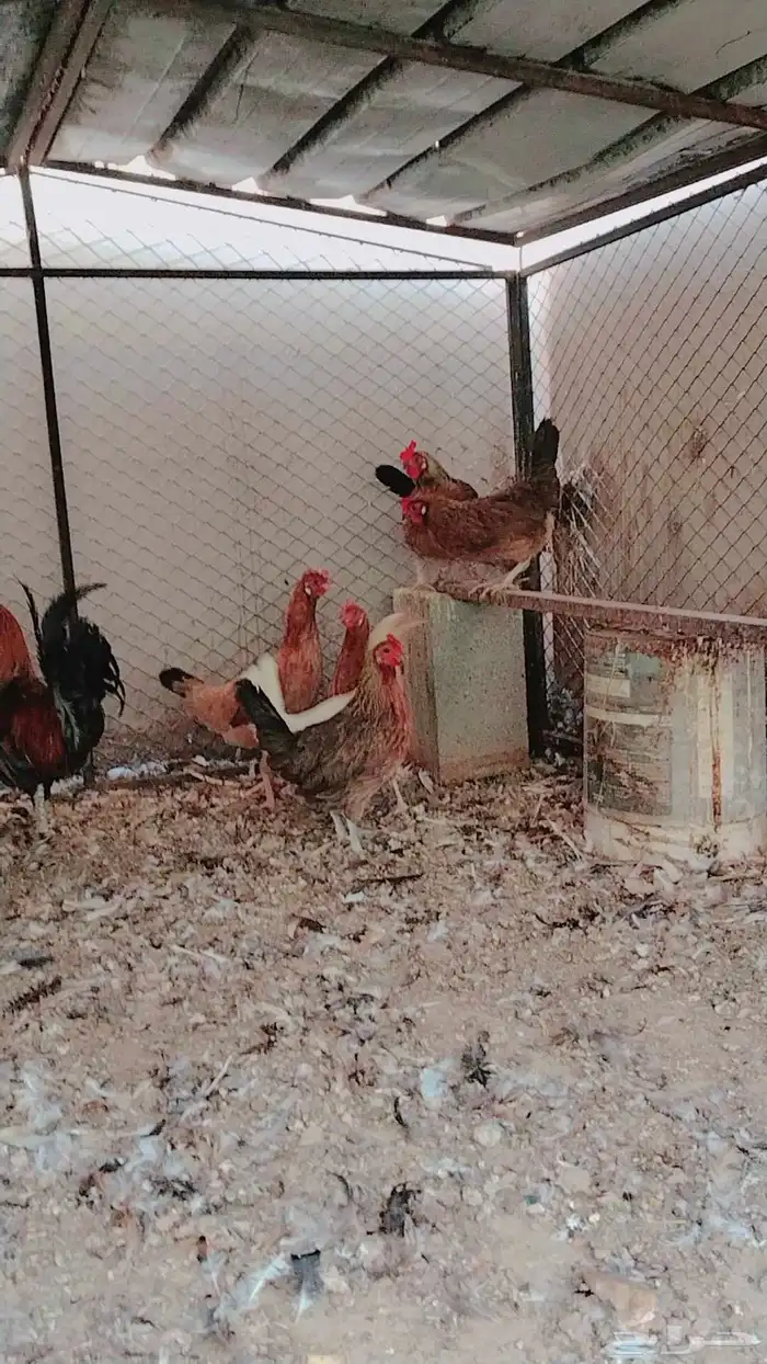 دجاج بلدي فري حضان 5