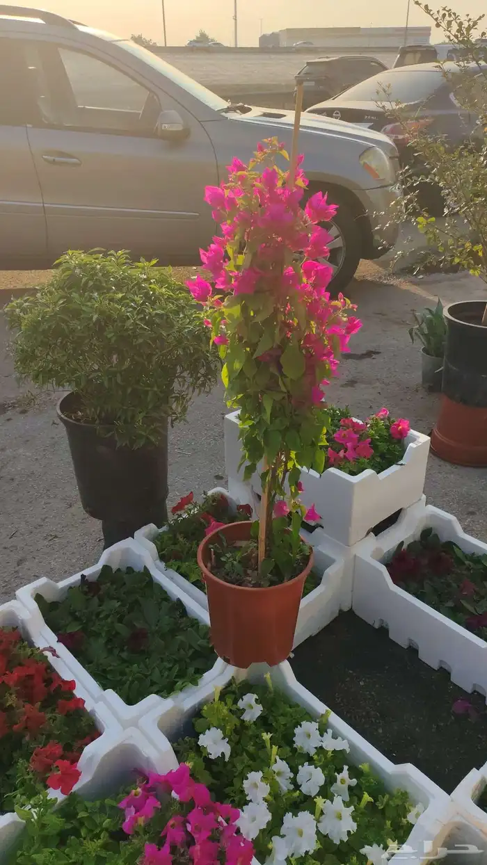 زرع طبيعي وسماد وتربيه 3