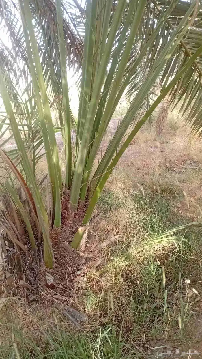 يوجد الدنيا جميع أنواع النخيل للبيع 0