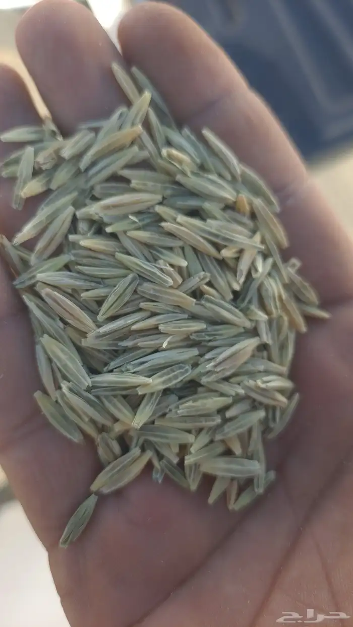 سويقه بلادي 4