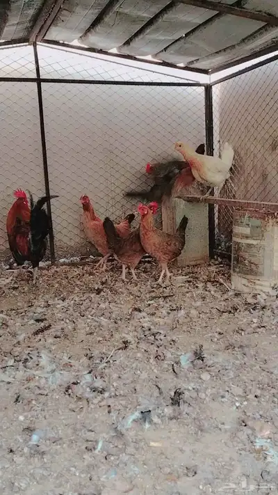 دجاج بلدي فري حضان index