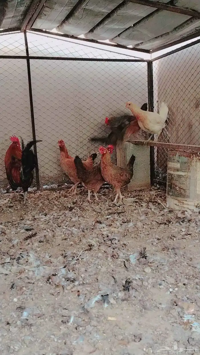 دجاج بلدي فري حضان 4