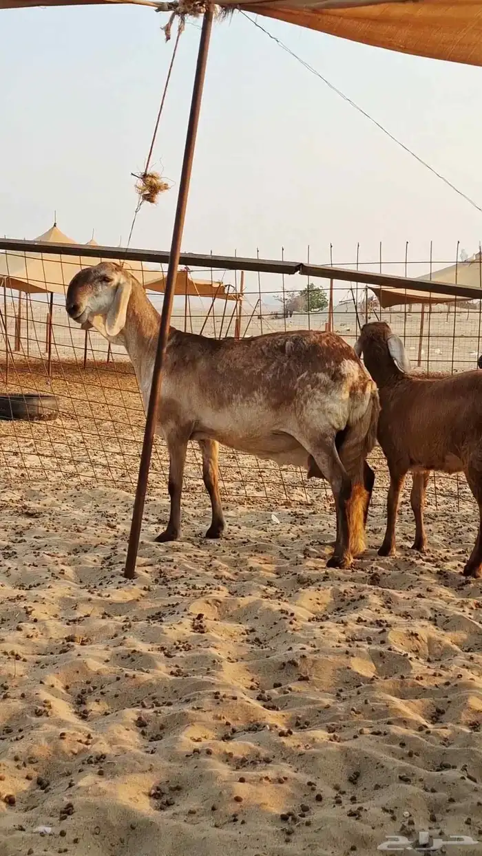 نعجه سواكنيه درمانيه 2