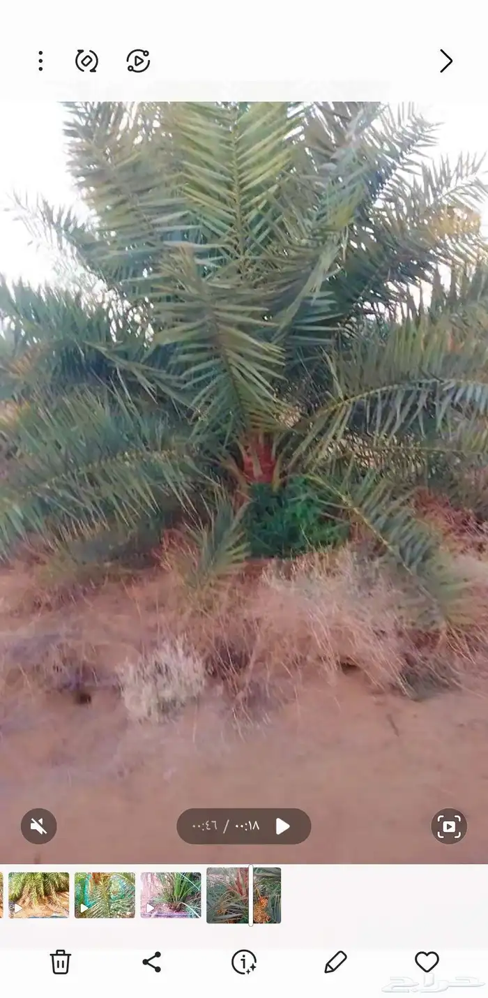 نخل مثمر للبيع نخل القصيم جثايث سكري مجدول برحي 1