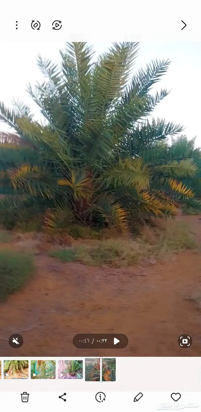 نخل مثمر للبيع نخل القصيم جثايث سكري مجدول برحي 2