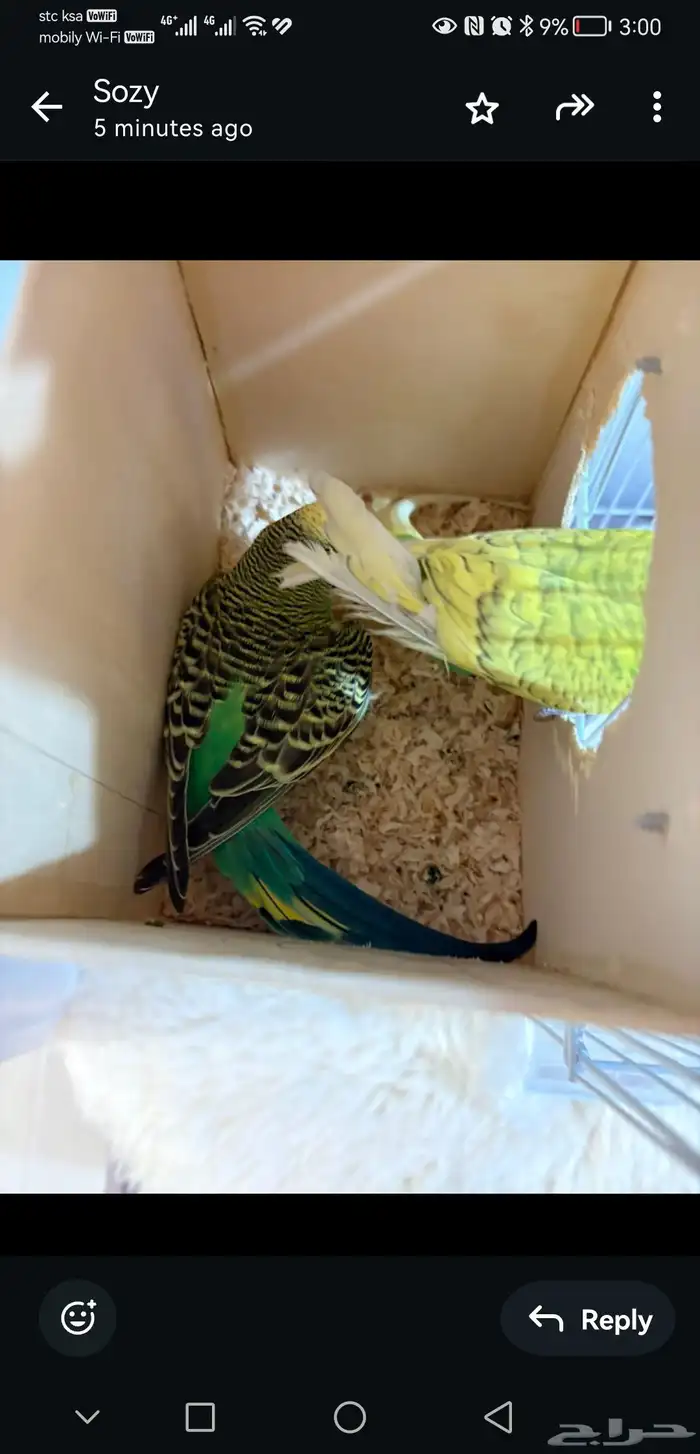 زوح طيور الحب للبيع 1