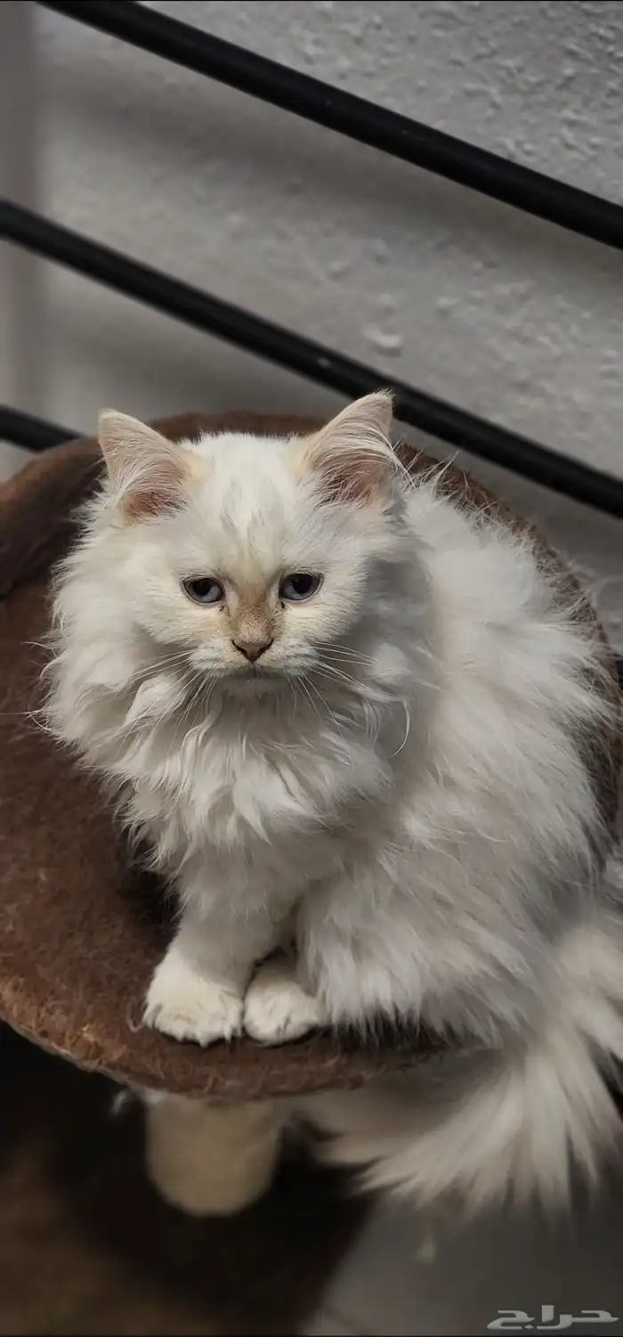 قطط للتبني 0