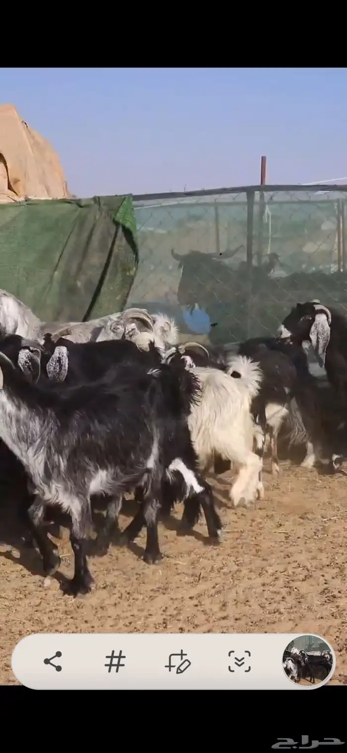 بسم الله ماشاء الله معزا جروم كايفه العدد16بفحل دفيع واغلبه 6