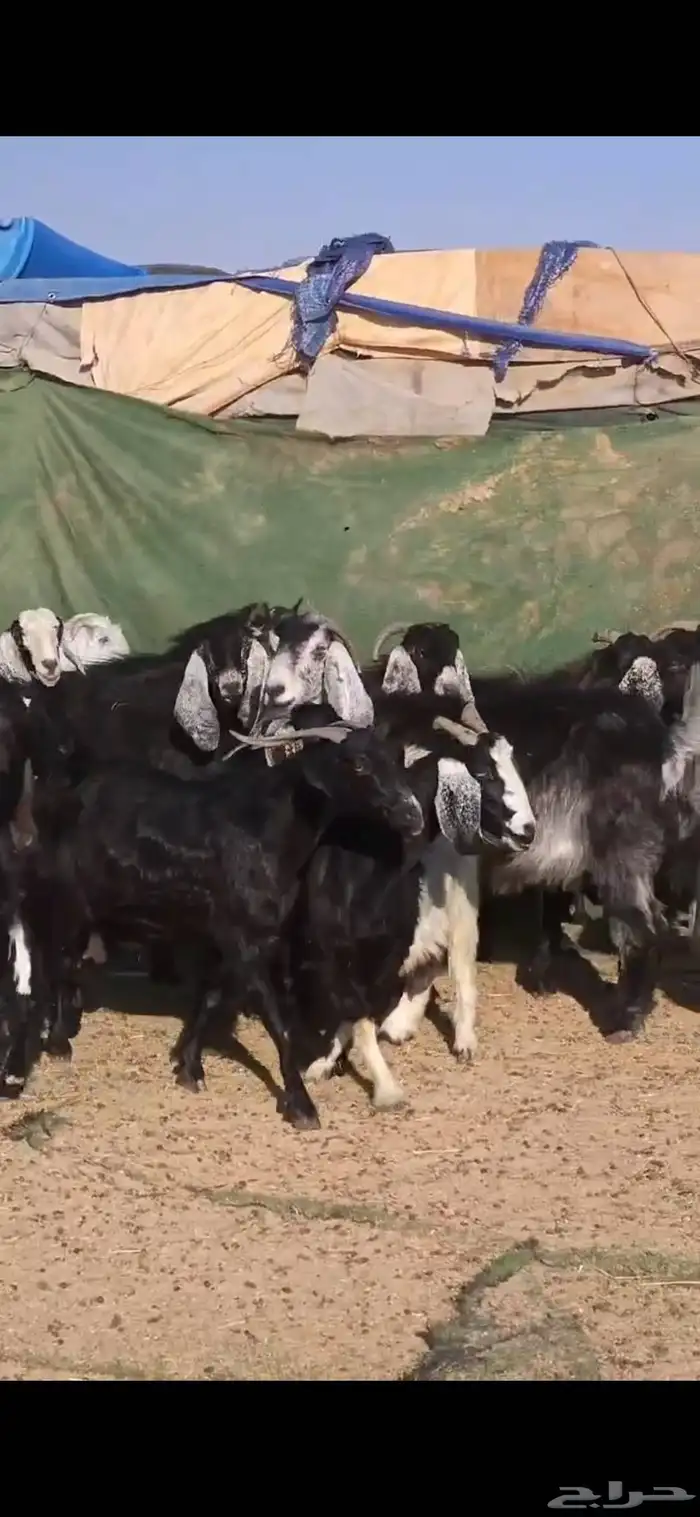 بسم الله ماشاء الله معزا جروم كايفه العدد16بفحل دفيع واغلبه 4