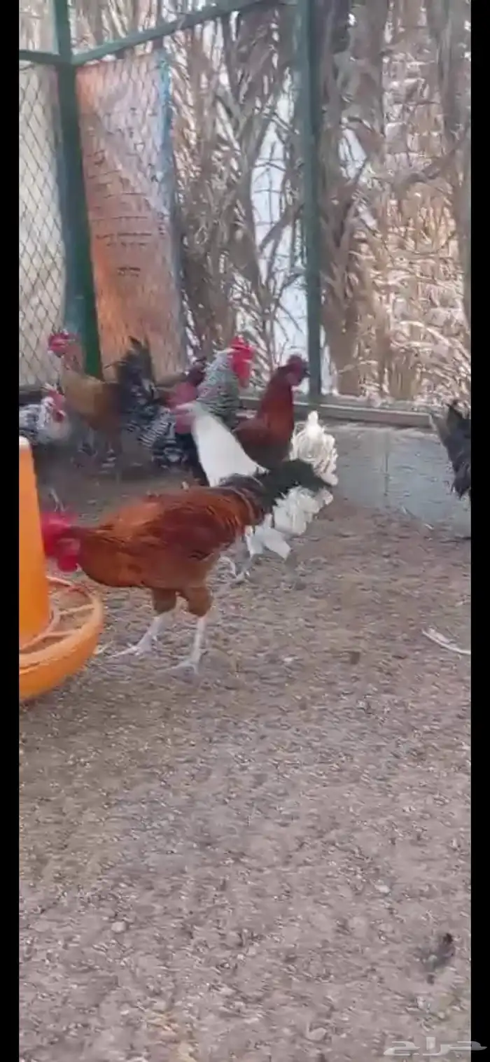 ديوك بلدي وفيومي 1