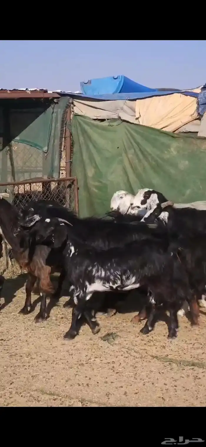 بسم الله ماشاء الله معزا جروم كايفه العدد16بفحل دفيع واغلبه 3