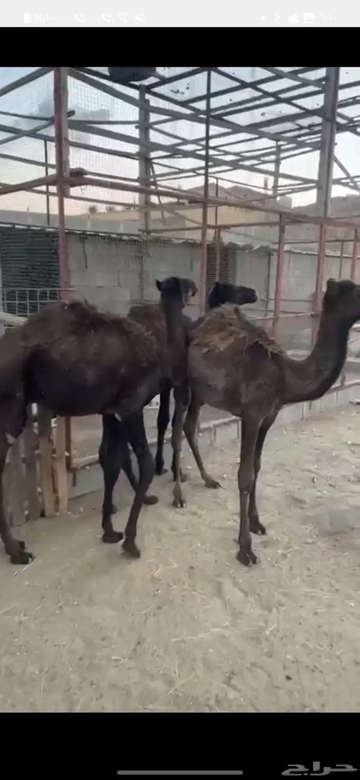 3 قعدان وبكره للبيع 5