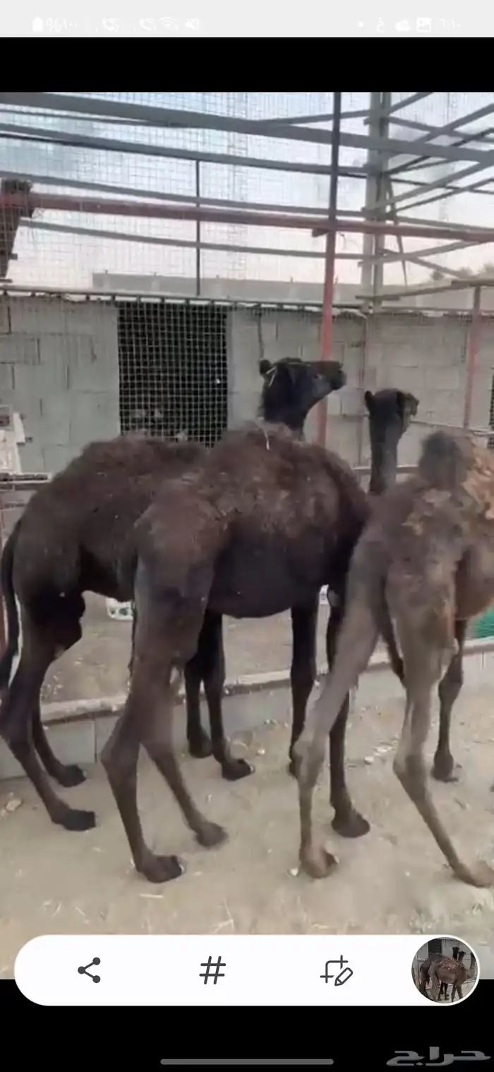 3 قعدان وبكره للبيع 6